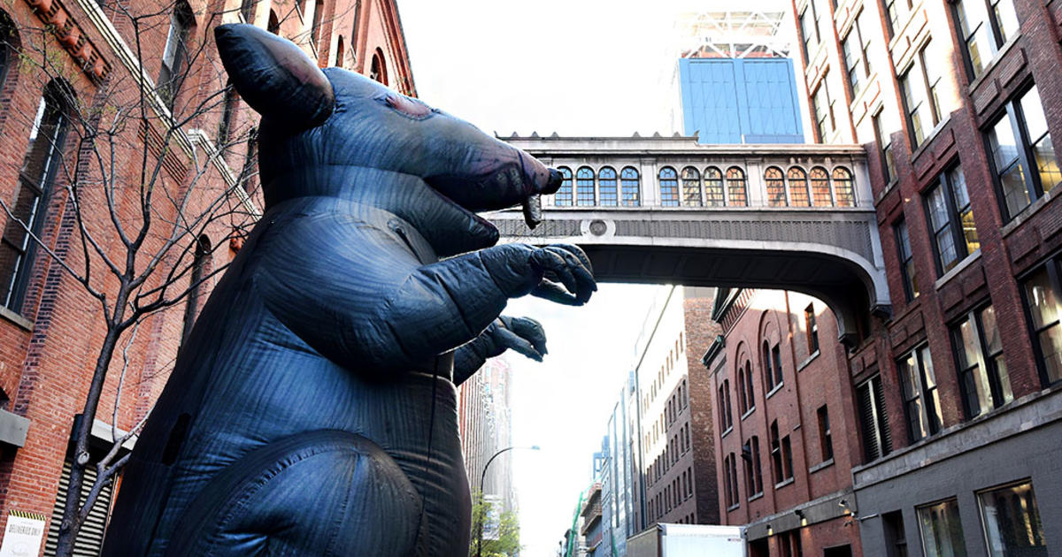 Farewell To Scabby? Days May Be Numbered For New York's Giant Inflatable  Shame Rat - CBS New York