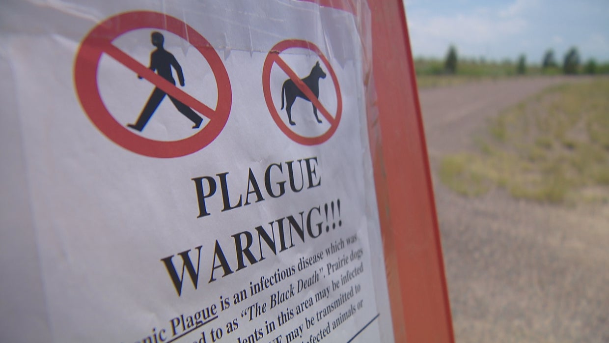 No Camping At Phish Concerts Due To Plague Concerns CBS Colorado