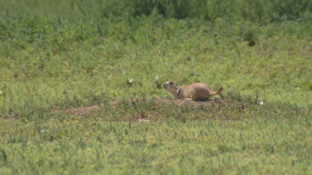 PRAIRIE DOG PLAGUE 5PKG_frame_2136 