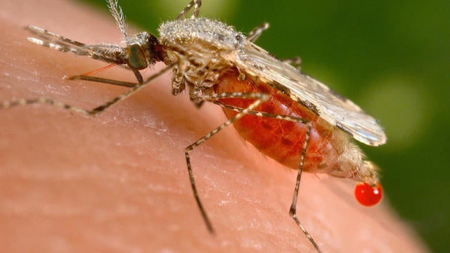 0803 ctm manvsmosquito michelle 1904058 How Many People Have Mosquitoes Killed in History? Unveiling the Toll