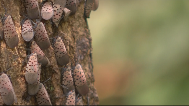 spotted-lanternfly-tree.png 