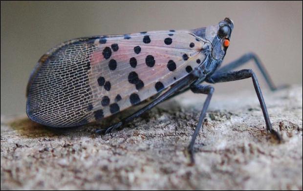 spotted lanternfly 
