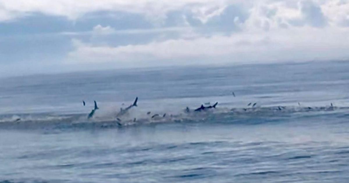 Sharks myrtle beach Family captures dramatic shark feeding frenzy at