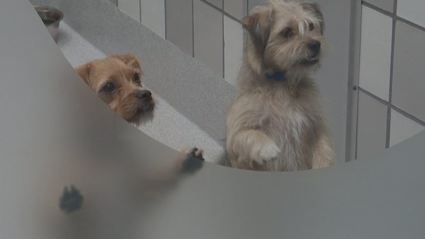 NEW DDFL SHELTER VO1_frame_275 