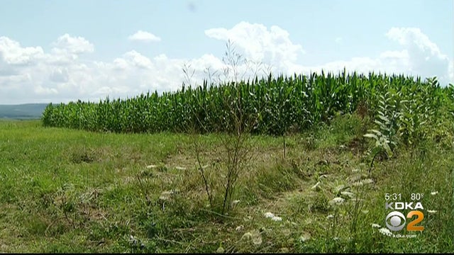 cornfield.jpg 