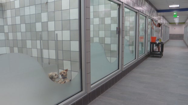 NEW DDFL SHELTER VO1_frame_554 