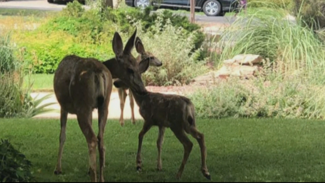 DEER POACHED 5PKG.transfer_frame_1594