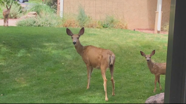 DEER POACHED 5PKG.transfer_frame_476