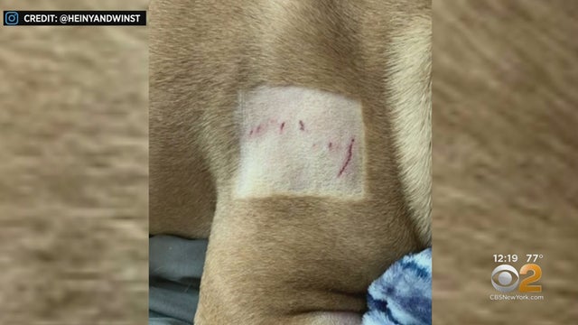 Dog Suffers Minor Injuries After Plunging Off Building, Crashing Through Car's Sunroof 