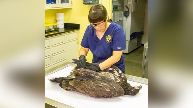 BALD-EAGLE-DEATH-CDFW.jpg 