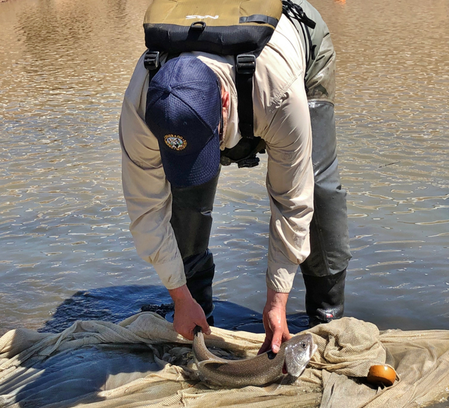 clear creek fish salvage credit cpw se region 2 