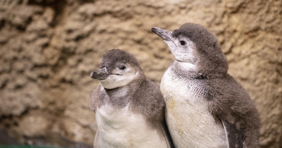 These two cuties are baby little blue penguins that I photographed