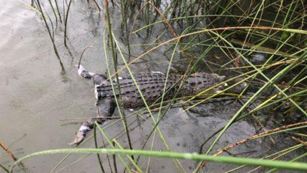 Alligator tail cut off on Lake Worth 