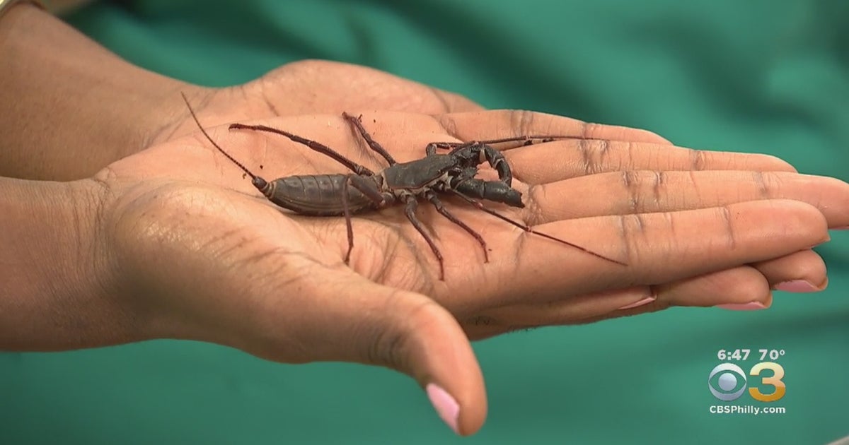 Bug Fest Returns To The Academy Of Natural Sciences - CBS Philadelphia