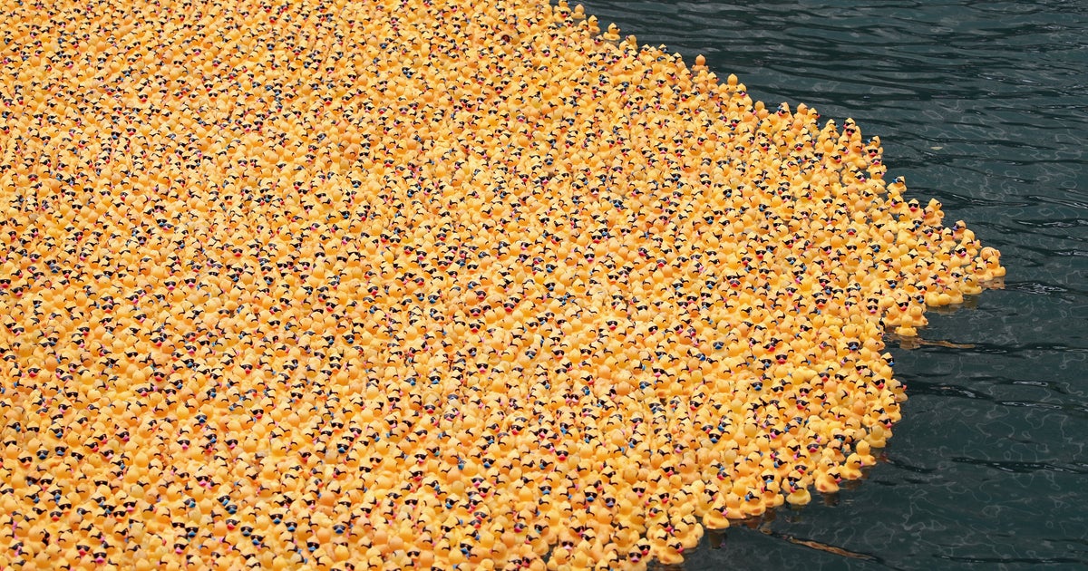 63,000 Rubber Ducks To Dive Into Chicago River For Ducky Derby