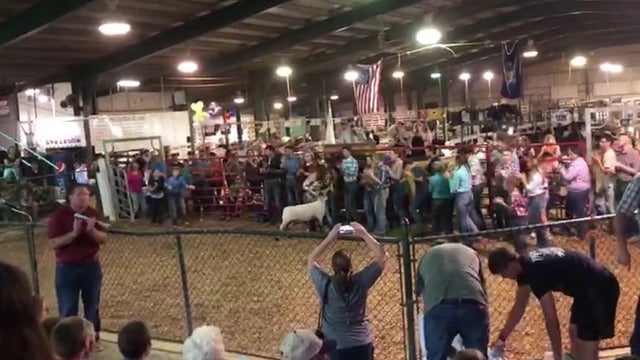 waynesburglambsale.jpg 