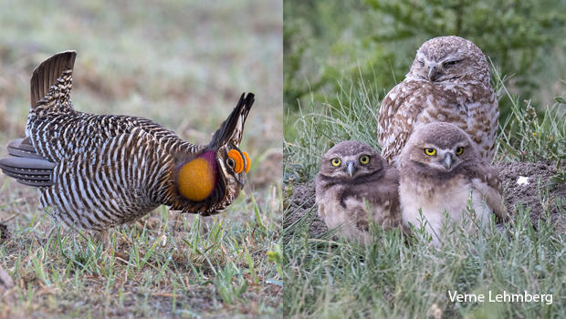 greater-prairie-chicken-burrowing-owls-verne-lehmberg.jpg 