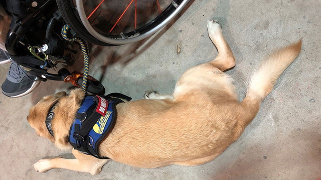 Service Dogs Graduate From Long Island Training Program, Meet New Partners 