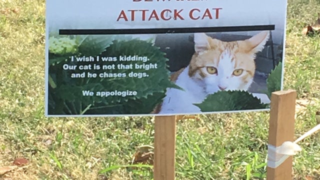 CRAZY-CAT-SIGN.jpg 