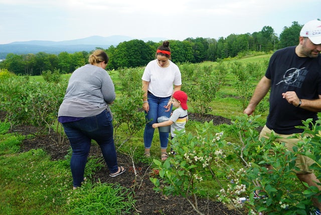 blueberrypicking.jpg 