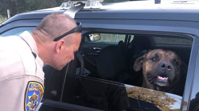 dog-1.jpg 