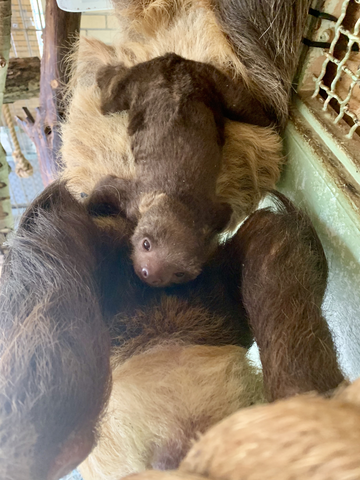 baby sloth via CMZ 