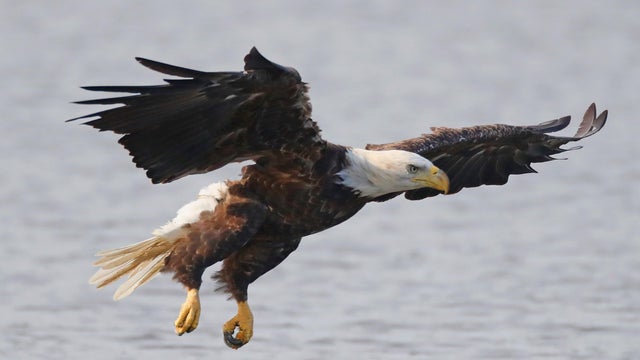 Eagles on Long Island 