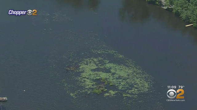 algae-bloom-lake-hopatcong.jpg 