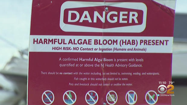 harmful-algae-bloom-lake-hopatcong 