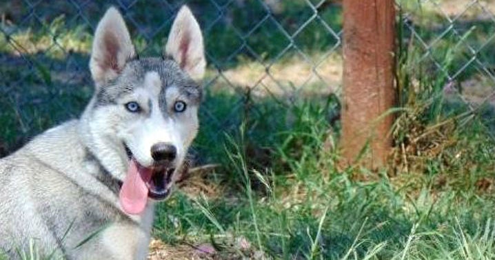 Pets Looking For A Forever Home - CBS San Francisco
