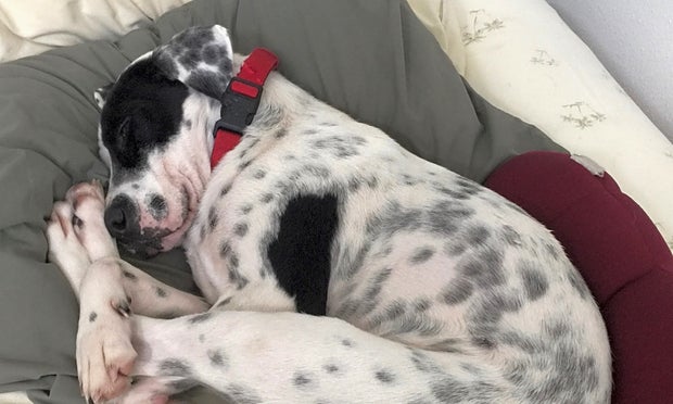 Daisy (Hoodline Do Not Use) 