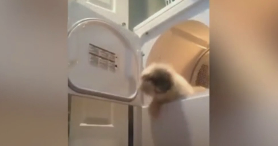 North Texas Dog Put In Dryer Checked Out By Vet, Returned To Owner