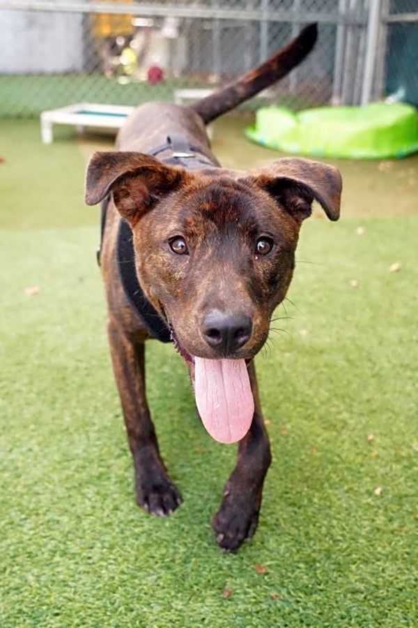 MAX (Hoodline Do Not Use) 