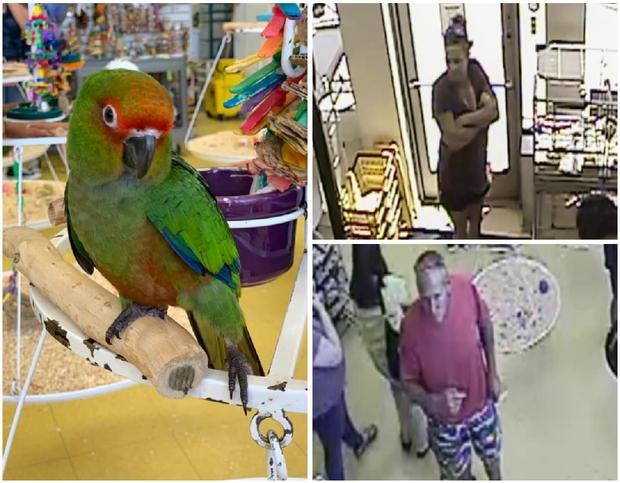 Woman Caught On Video Stealing Baby Parakeet From Brea Pet Store 