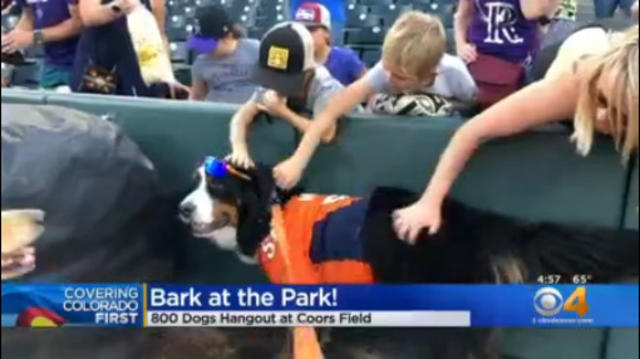 Rockies Fans Bring Furry Friends For Annual 'Bark At The Park' Event - CBS  Colorado