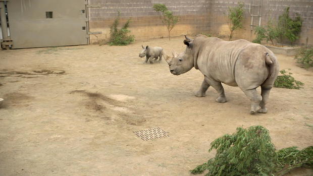 blackstone-baby-rhino-update-frame-32.jpg 