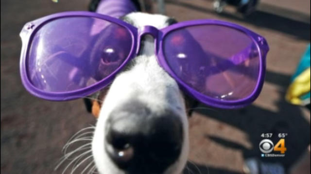 Rockies Fans Bring Furry Friends For Annual 'Bark At The Park' Event - CBS  Colorado