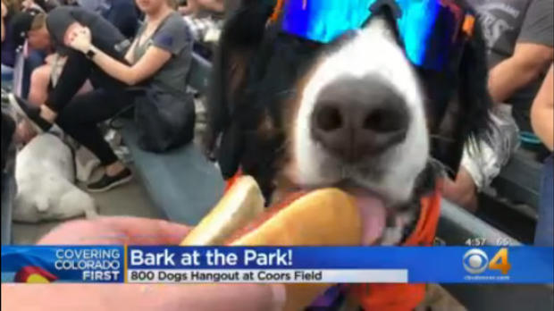 bark in the park 4 