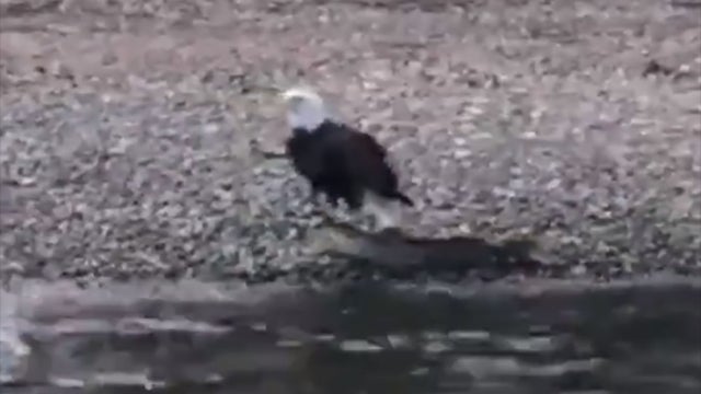 eagle-fish.jpg 