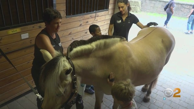 pony-power-therapies-02 