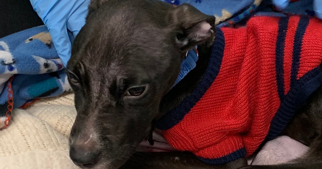 Man, Woman Who Brought Emaciated Dog To MSCPA Charged With Animal ...