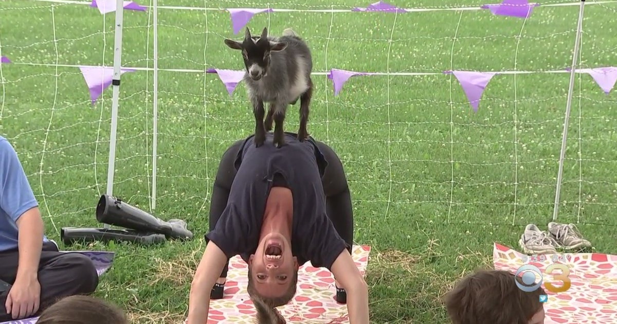 CBS3 SummerFest: Namaaaste Goat Yoga Mixes Relaxation, Goats For ...
