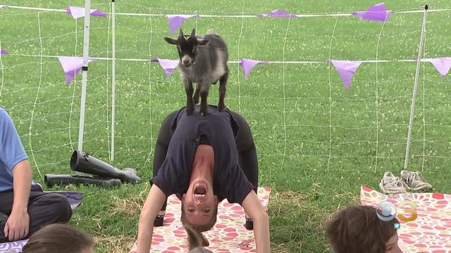 goat-yoga.jpg 