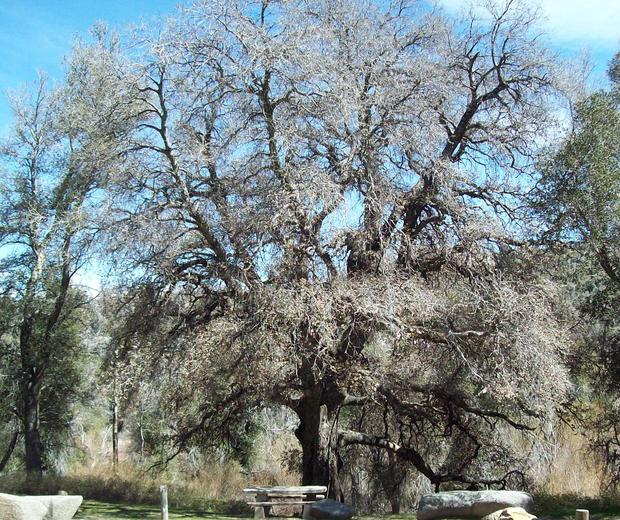 oak tree killed by goldspotted oak borer 