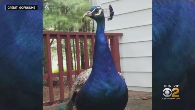 0816peacock.jpg 