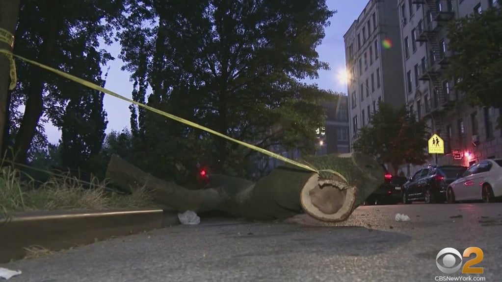 Tree Crashes Down Onto Parked Cars In The Bronx CBS New York