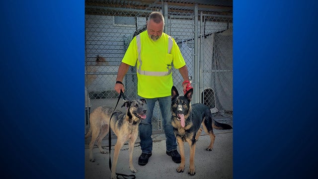 german-shepherd-adoption-.jpg 