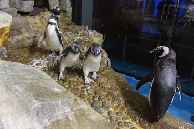 Penguin chicks 420 and 421 intro to exhibit, August 12, 2019 