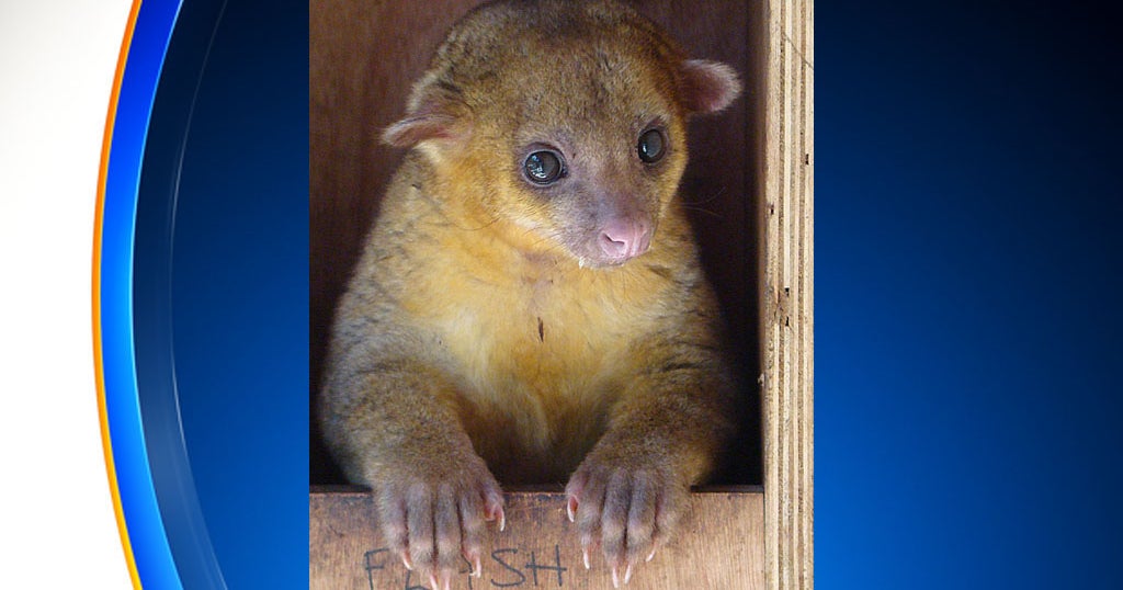 Florida Man Attacked By Kinkajou Waiting At The Front Door CBS Miami