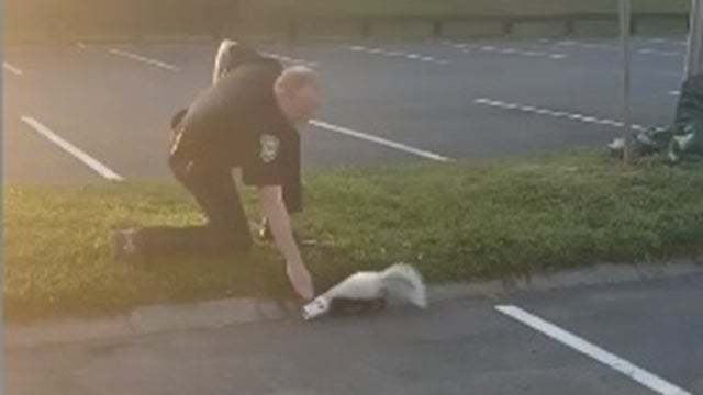 cambridge-police-skunk.jpg 